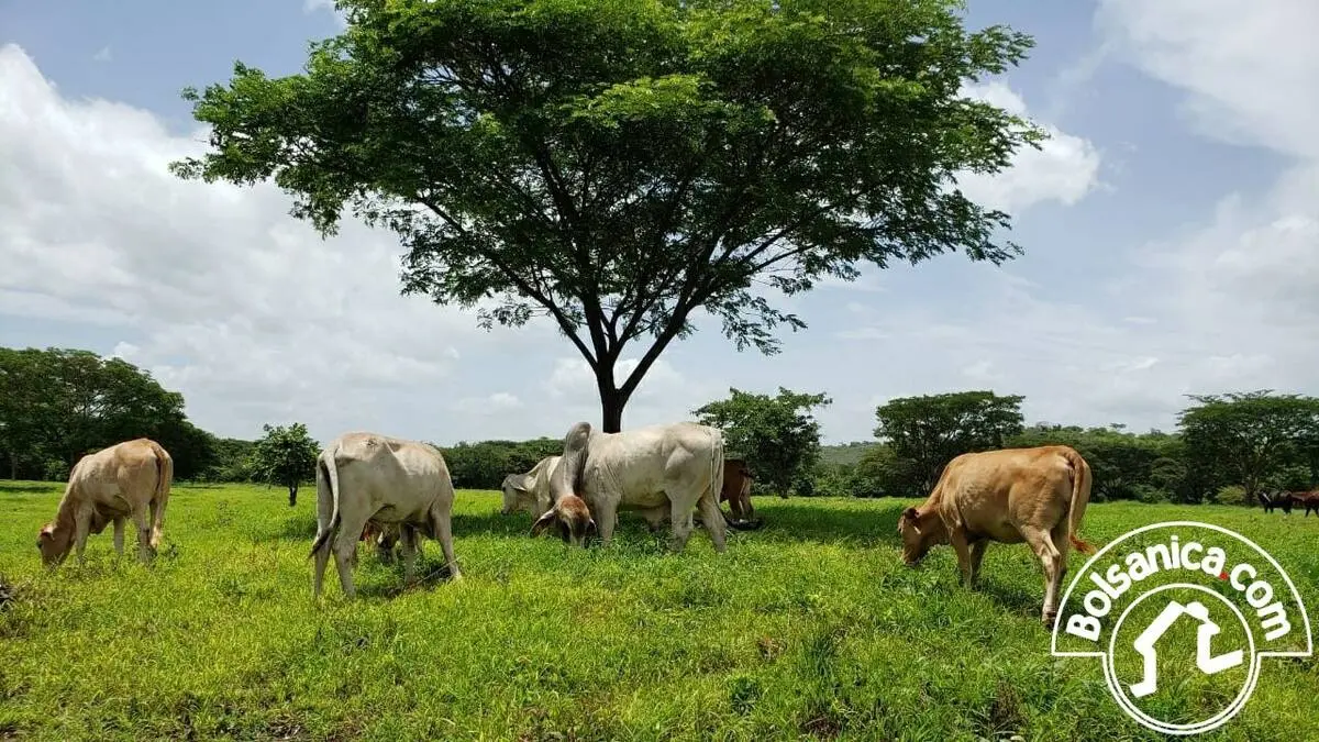 Venta de finca en Villa el Carmen, Managua, foto 6