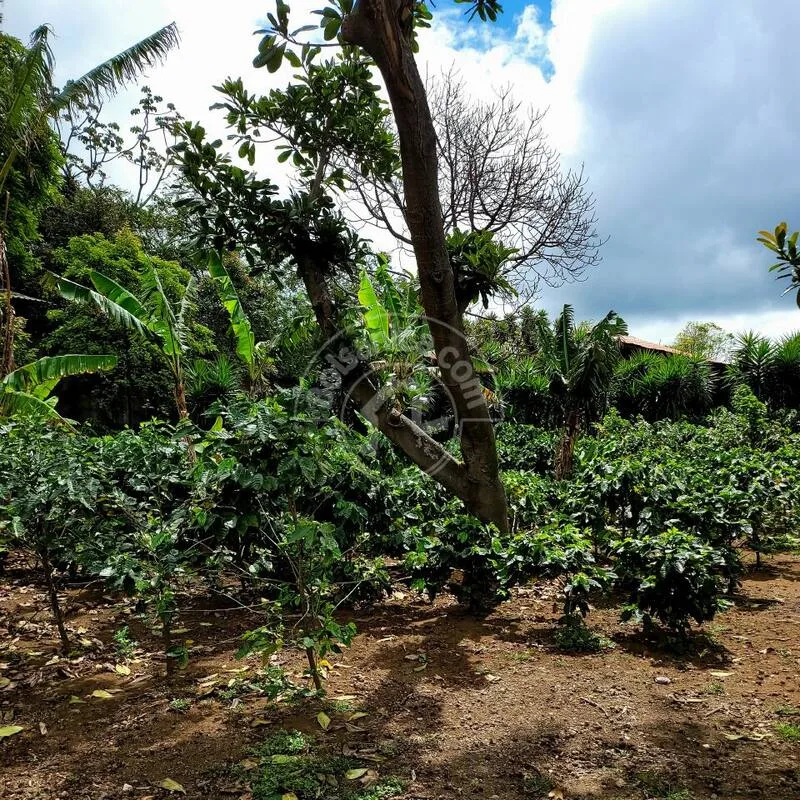 Venta de Finca en Carretera Sur - foto 5