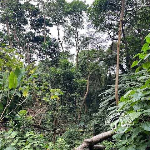 Venta de antigua FInca de Cafe, Las Nubes - foto 8