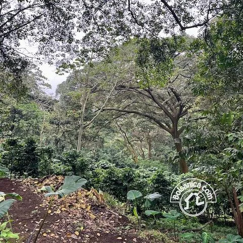Venta de antigua FInca de Cafe, Las Nubes - foto 5