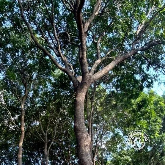 Venta de Finca Forestal, Villa El Carmen - foto 3