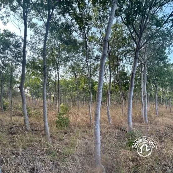 Venta de Finca Forestal, Villa El Carmen - foto 9