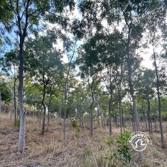 Venta de Finca Forestal, Villa El Carmen - foto 5