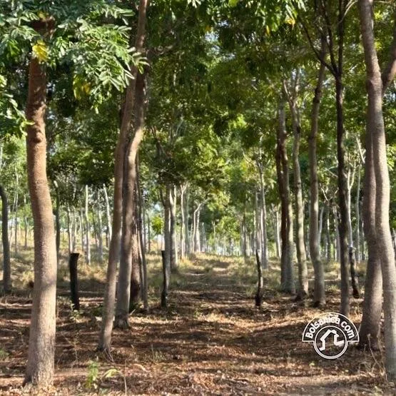 Venta de Finca Forestal, Villa El Carmen