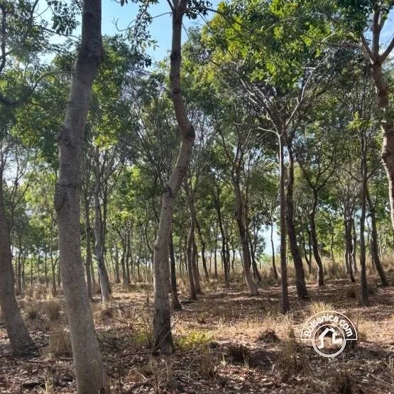 Venta de Finca Forestal, Villa El Carmen - foto 8