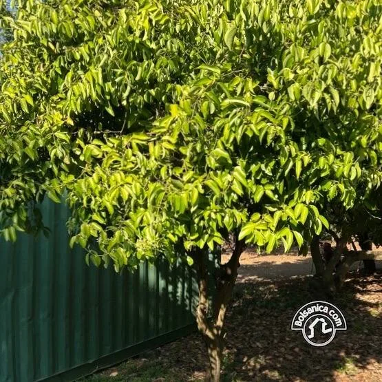Venta de Finca Forestal, Villa El Carmen - foto 17