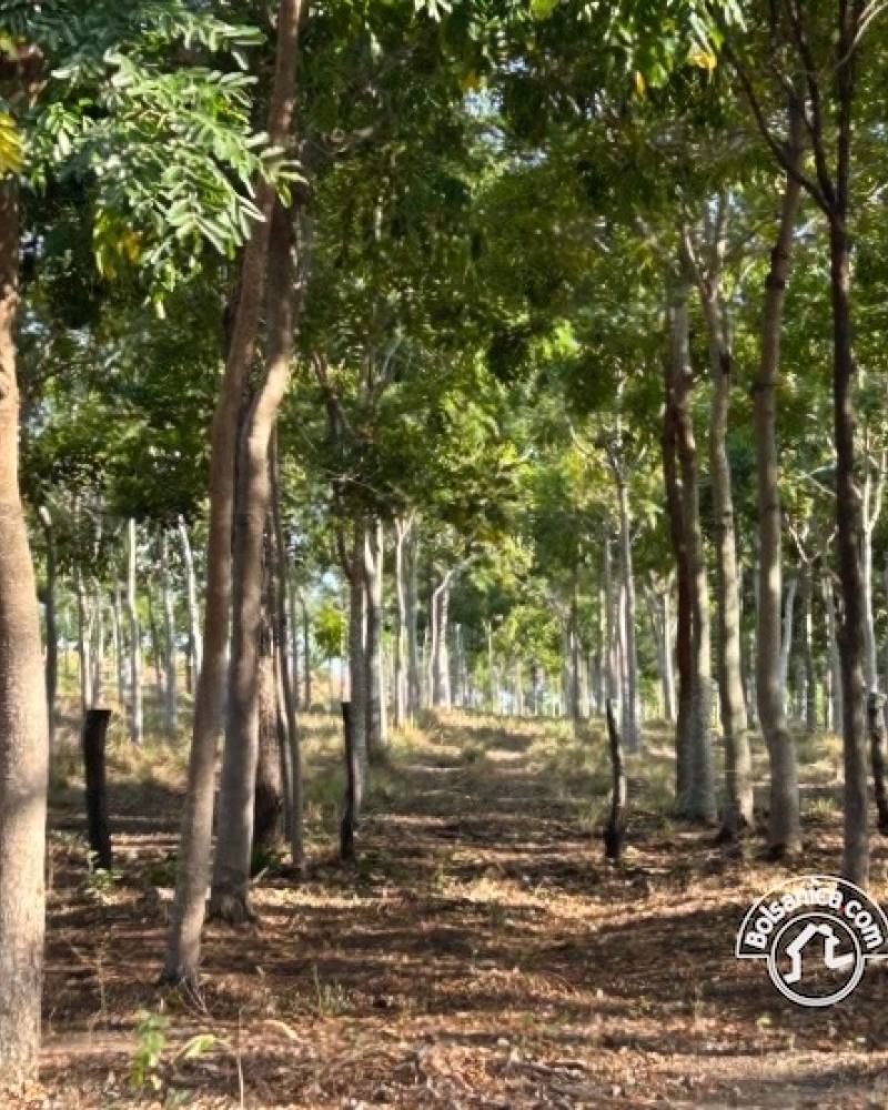 Venta de Finca Forestal, Villa El Carmen