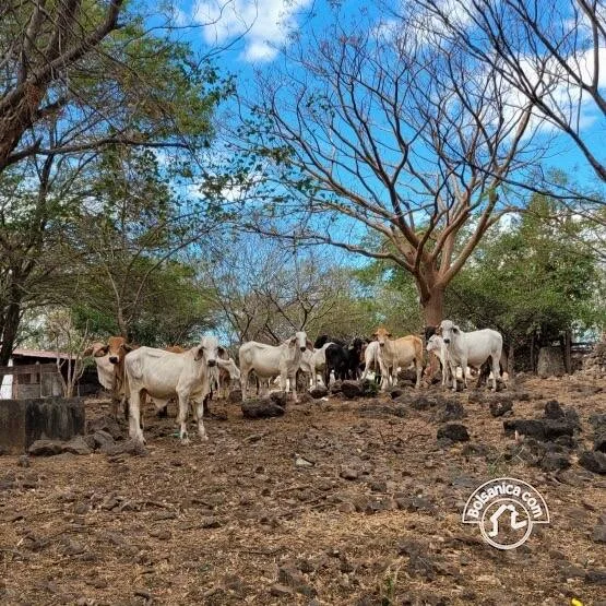 Venta de Finca en San Francisco Libre - foto 12