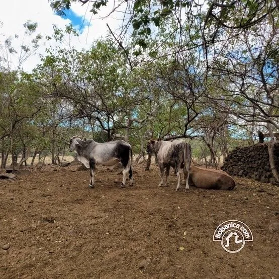 Venta de Finca en San Francisco Libre - foto 10