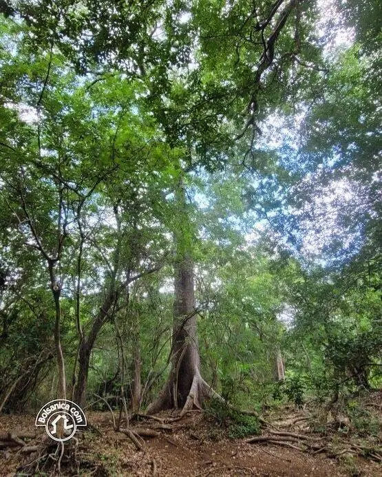 Venta de finca en Carazo, foto 6