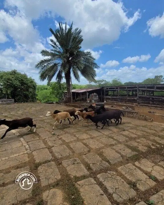 Venta de finca en Carazo, foto 12