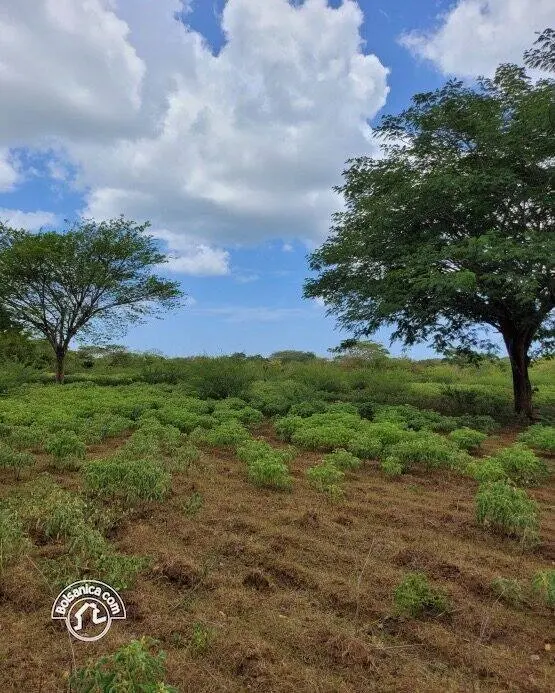 Venta de finca en Carazo, foto 15
