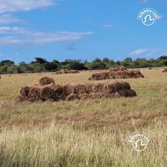 Venta de finca ganadera y agrícola en San Francisco Libre - foto 9