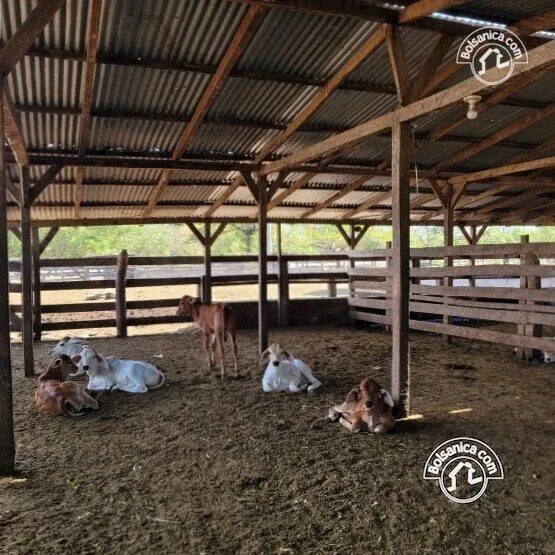 Venta de finca ganadera y agrícola en San Francisco Libre - foto 20