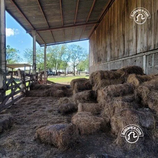 Venta de finca ganadera y agrícola en San Francisco Libre - foto 16