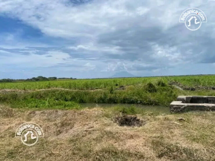 Venta de Finca Caña en Producción 260 Manzanas