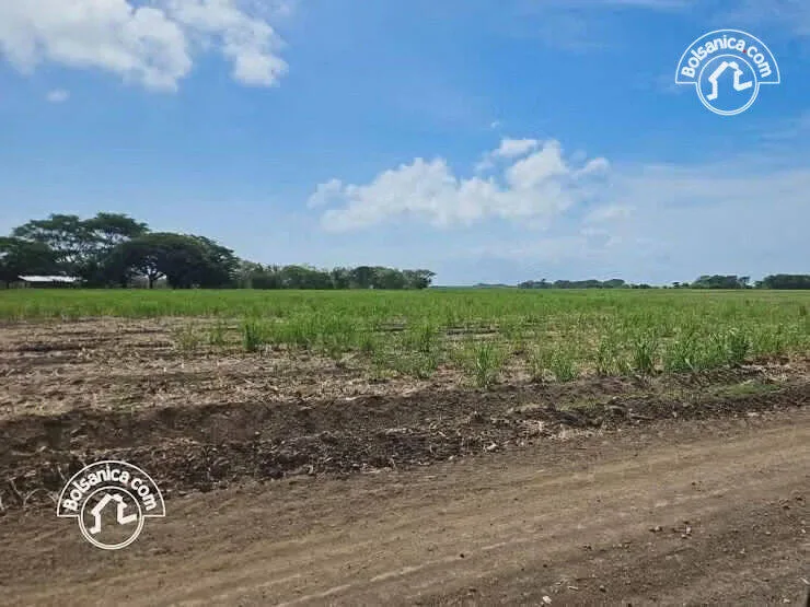 Venta de Finca Caña en Producción 260 Manzanas - foto 2