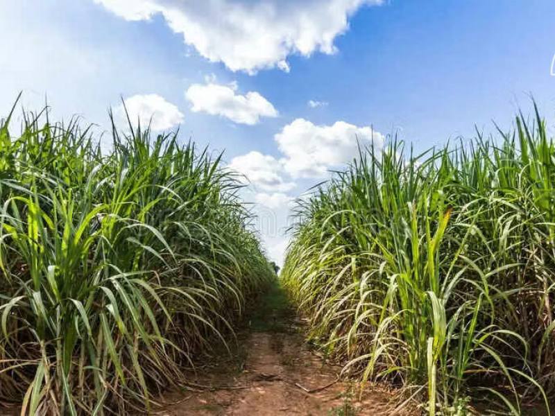 Venta de Finca zona Cañera ( León-Chinandega)