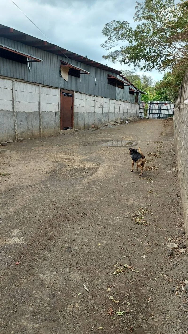 Ofibodega en Alquiler en Carretera Norte - foto 15